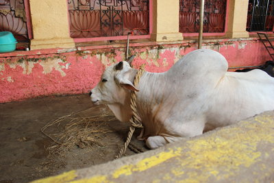 В храме живет ниимоверный размеров Бычара, на фото сложно передать его размер. на праздник его выпускают на улицы.