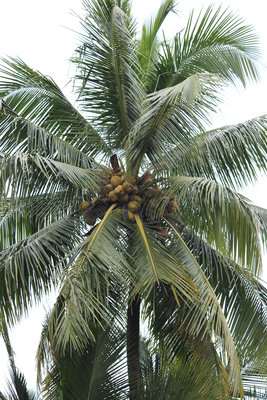 Перезрелые кокосы.Сука падают переодически- нужно под пальмами аккуратно ходить.