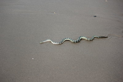 Таких гадов можно увидеть с утра около рыбацких поселков- они выбрасывают из сетей то что неидет на продажу.. а туристы дивятся!!