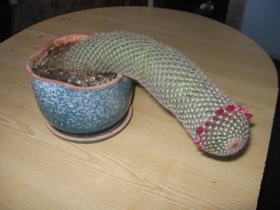 kaktus.jpg (55.85 КБ) 20764 просмотра kaktus.jpg